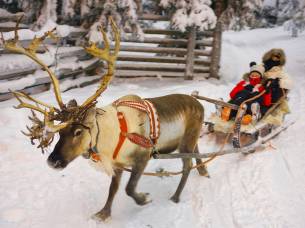 Christmas in Finland Reindeer - Finland - On The Go Tours