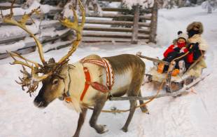 Christmas in Finland Reindeer - Finland - On The Go Tours