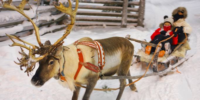 Christmas in Finland Reindeer - Finland - On The Go Tours