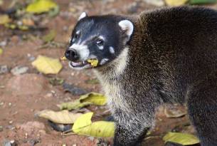 Coati in Costa Rica - Wildlife Guide - On The Go Tours