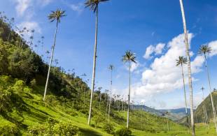 Cocora Valley - Colombia - On The Go Tours