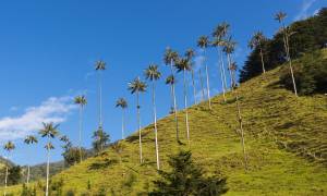 Cocora Valley landscape - Colombia - On The Go Tours