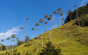 Cocora Valley landscape - Colombia - On The Go Tours