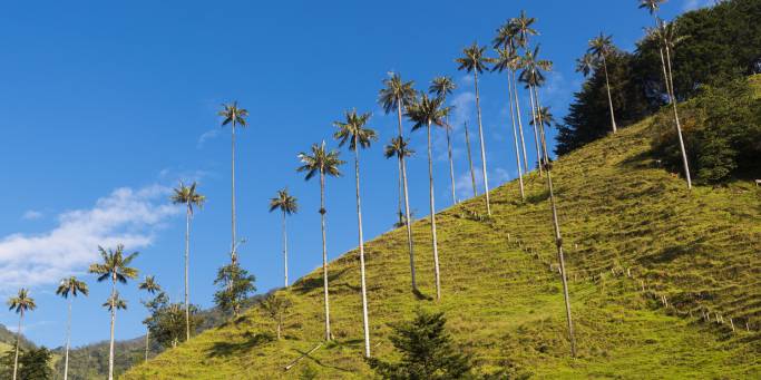 Cocora Valley | Colombia | South America