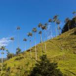 Cocora Valley | Colombia | South America