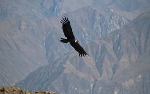 Colca Canyon condor - Peru