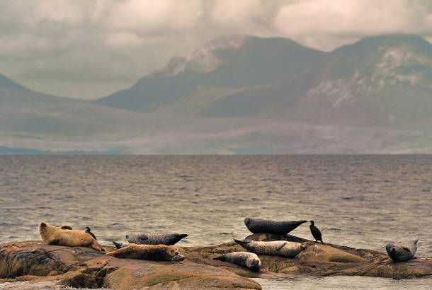 Common seals at Islay - Scotland - UK