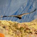 Man standing at the edge of a cliff in the Colca Canyon