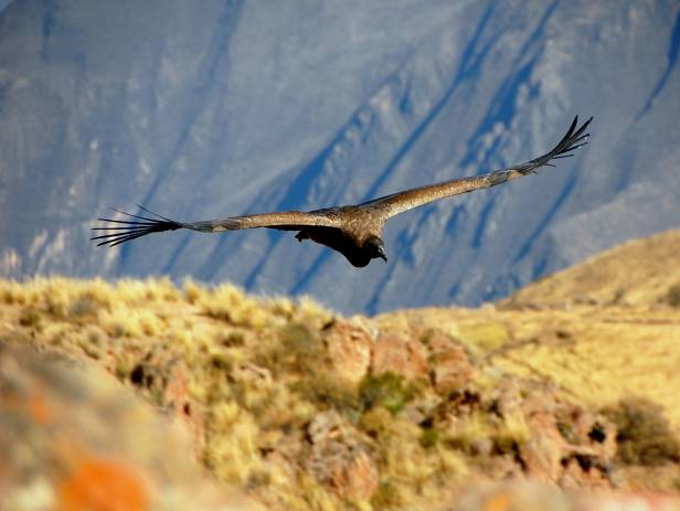 Man standing at the edge of a cliff in the Colca Canyon