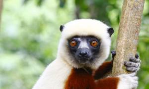 Coquerel's sifaka - Madagascar