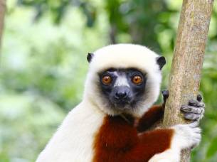 Coquerel's sifaka - Madagascar