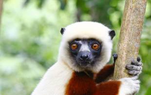 Coquerel's sifaka - Madagascar