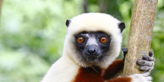 Coquerel's sifaka | Madagascar