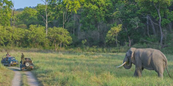 Elephant safari in Corbett National Park | India