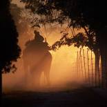 Elephant safari | Corbett National Park | India