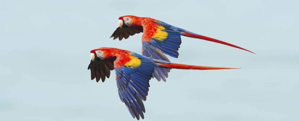 Two beautiful, brightly coloured macaws flying together in the Corcovado National Park