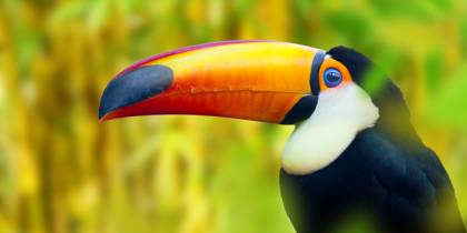 Costa Rica Wildlife Guide - menu image 2