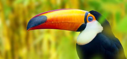 Costa Rica Wildlife Guide - menu image 2
