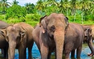 Cover Middle Left new 1