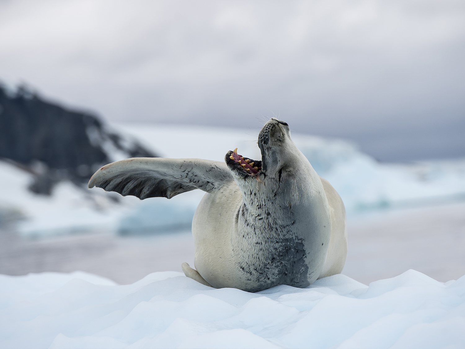 Days 2-3 - The Drake Passage