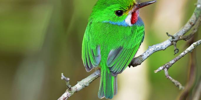Cuban Tody - Cuba