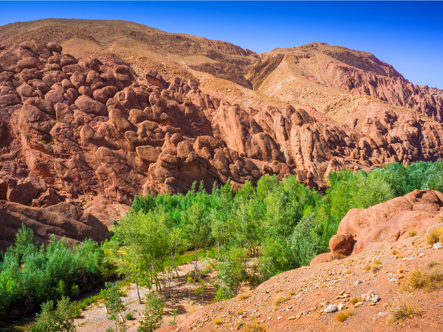 the Dades Gorge with some trees growing in it