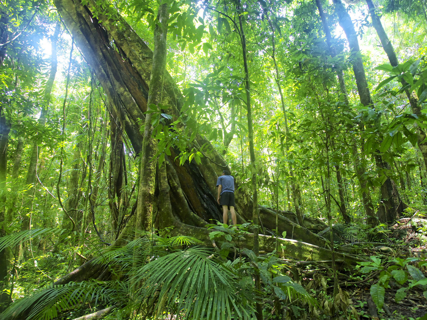 Daintree Rainforest Discovery - 3 days