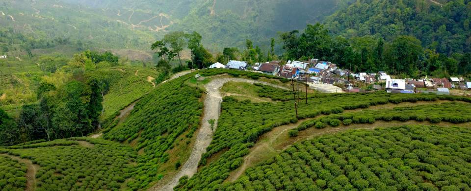 Lush, green tea garden in Darjeeling