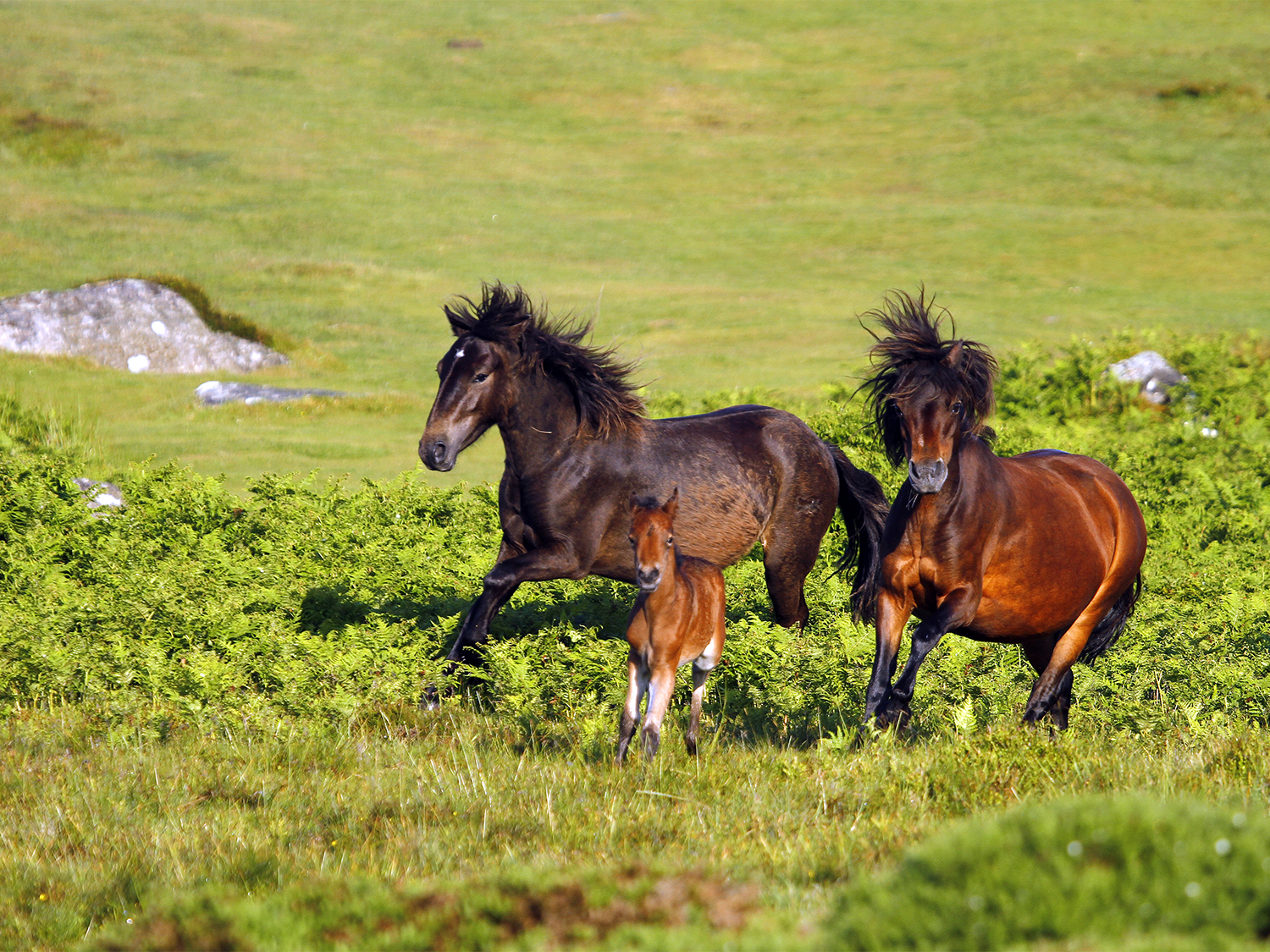 Day 2 - Dartmoor
