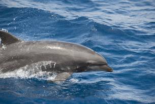 Dolphin - Galapagos Wildlife Calendar - On The Go Tours