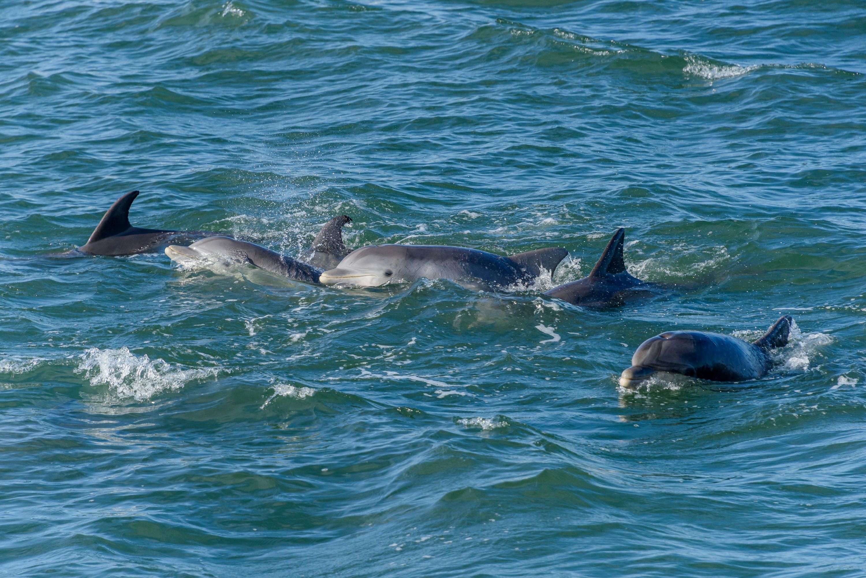 Dolphins