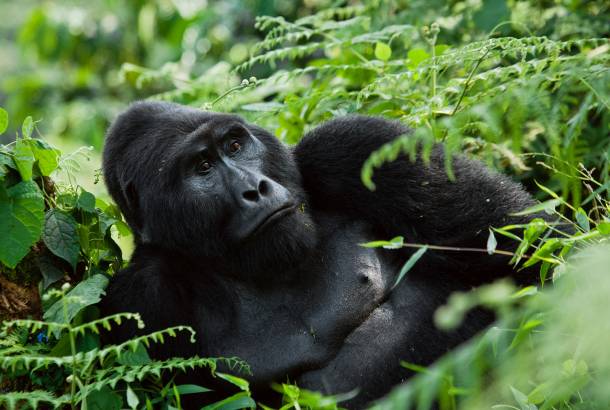 Dominant male mountain gorilla in the grass