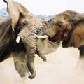 Baby elephant following adult elephant across the dirt road at Chobe National Park