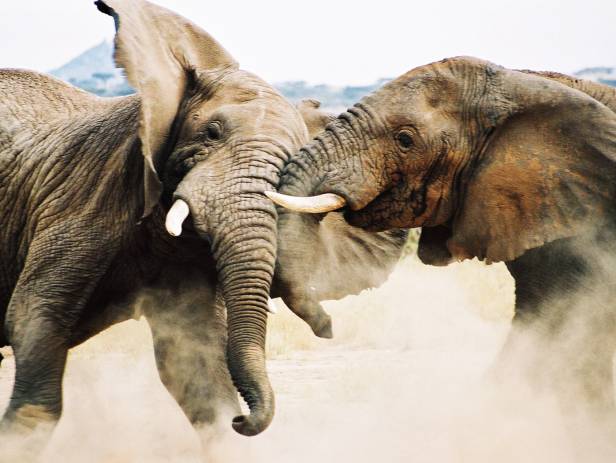 Baby elephant following adult elephant across the dirt road at Chobe National Park