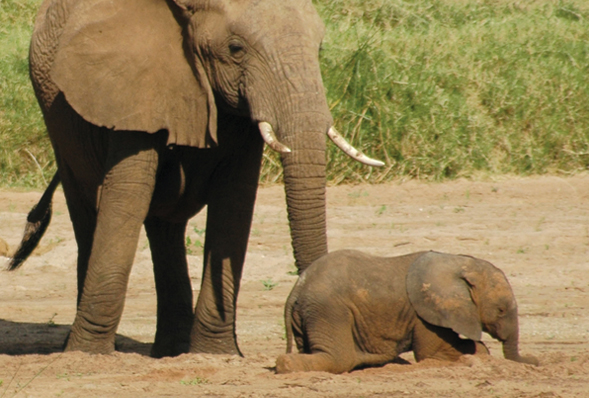 A mother and baby elephant 