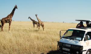 East Africa Explorer 24 days main image - masai mara giraffe