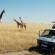 East Africa Explorer 24 days main image - masai mara giraffe
