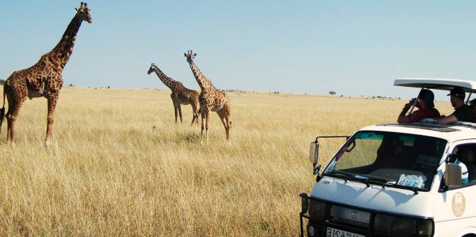 Spotting giraffe on safari | Masai Mara | Kenya