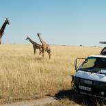 Spotting giraffe on safari | Masai Mara | Kenya