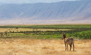 East Africa explorer 21 days main image - Zebra at ngorongoro