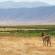 A zebra looks over the Ngorongoro Crater | Tanzania 