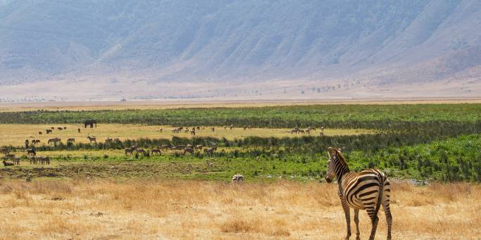 A zebra looks over the Ngorongoro Crater | Tanzania 