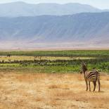 A zebra looks over the Ngorongoro Crater | Tanzania 