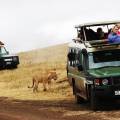 Hundreds of wildebeests on the savannah plains of Ngorongoro Crater
