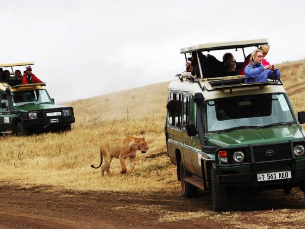 Hundreds of wildebeests on the savannah plains of Ngorongoro Crater