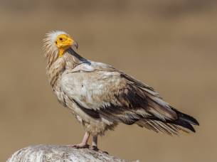 Egyptian vulture