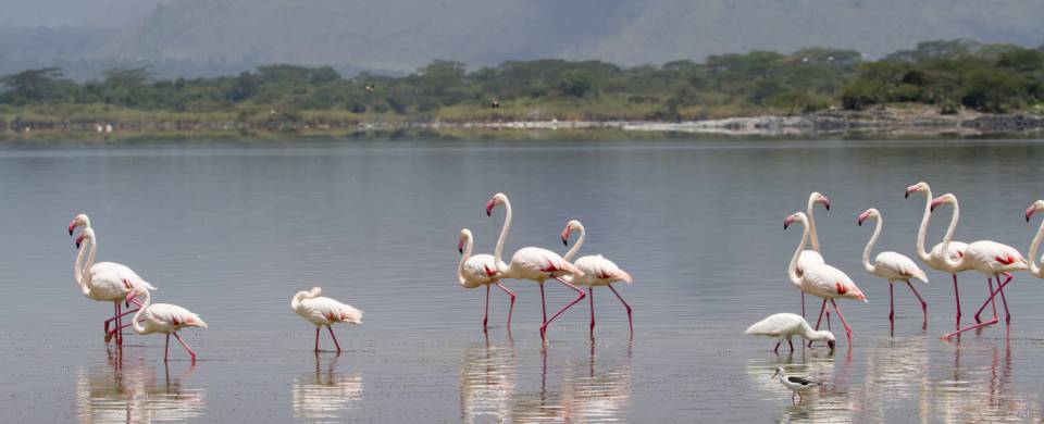 Flamingos gathered at the Lake Elementaita