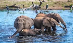 Elephant Lodge Safari 2019-Main-Image - Chobe Nationl Park - Africa Tours