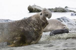 Elephant Seal - South Georgia - Antarctica - dreamstime_m_134759701