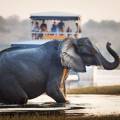 Baby elephant following adult elephant across the dirt road at Chobe National Park